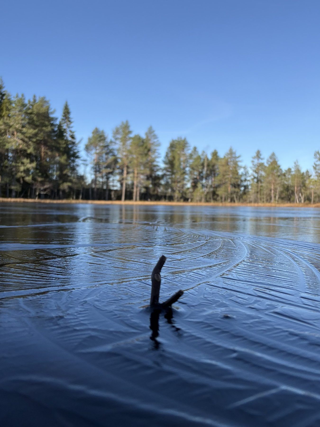 Skogsbilde fra marka