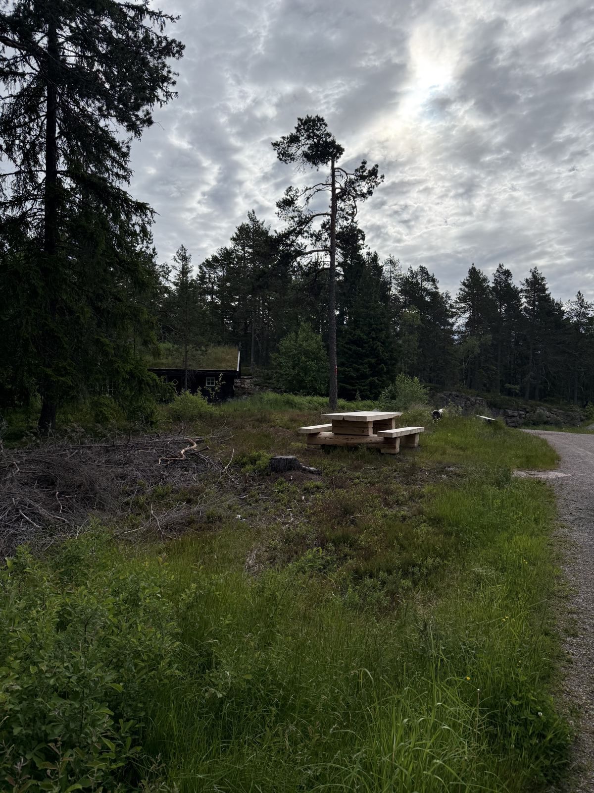 Benken på Furumotomta i skogen
