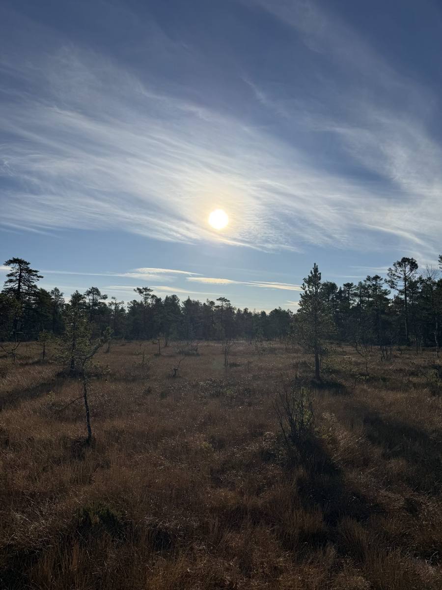 Myrlandskap i marka