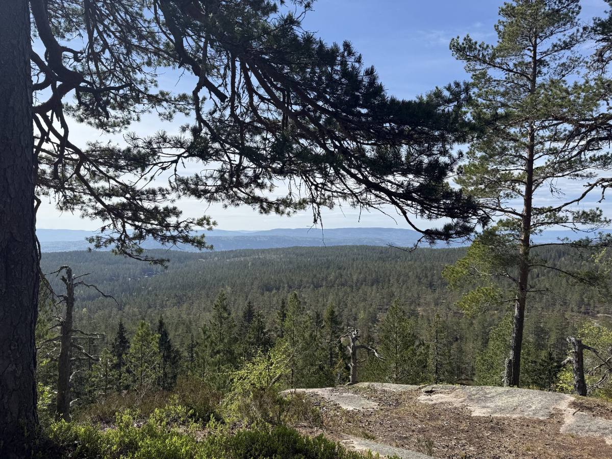 Sommerutsikt over skogen fra en furukledd knaus